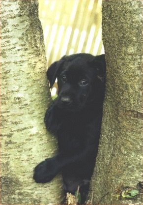 puppy between trees